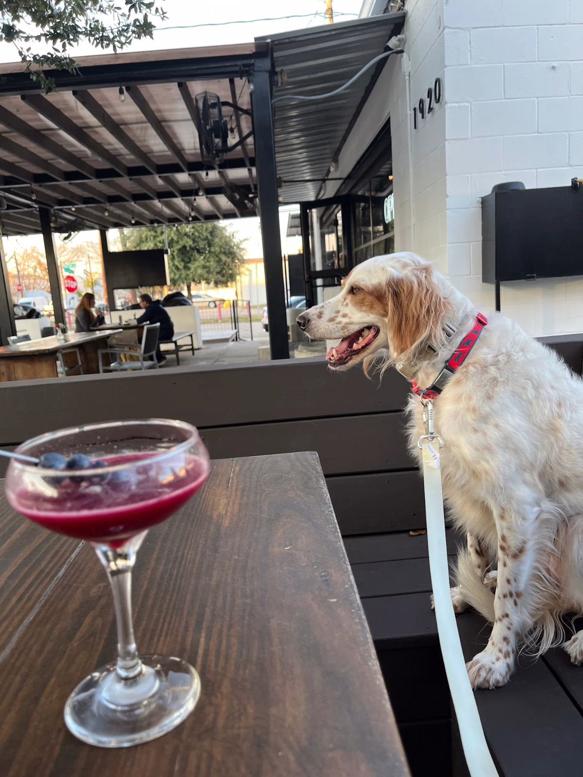 botanic beer garden dog-friendly patio Houston heights 77007 botanic beer garden dog-friendly patio Houston heights 77007